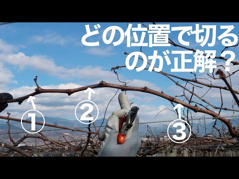 夏にブドウのつるを切る:これがどのように行われるか 植物