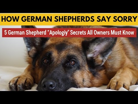 5 German Shepherd "Apology" Secrets All Owners Must Know