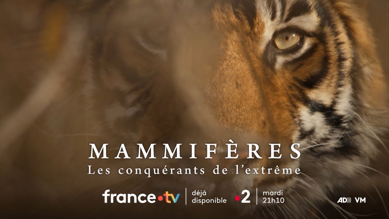 Miniature de la vidéo Mammifères - Les conquérants de l'extrême mardi 22 avril 2025 sur France 2 du film Mammifères, les conquérants de l'extrême