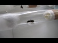 Young ant queen tending to her first eggs Macro HD ...