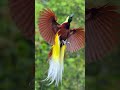 Lesser bird of paradise