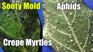 Kill Aphids and Mold on Plants and Crepe Mrytles