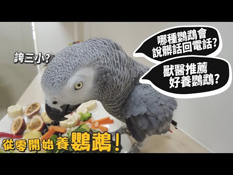 養鸚鵡的好處