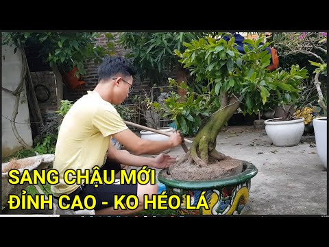 🔴 QBS22281 - CÁCH SANG CHẬU CHO CÂY MAI VÀNG | CÁCH THAY CHẤT TRỒNG CHO CÂY MAI VÀNG MIỀN BẮC