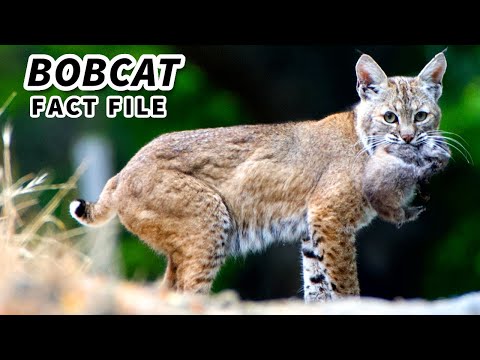 Bobcat Facts: the RED LYNX 🐱 Animal Fact Files