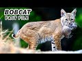 Bobcat Facts The RED LYNX Animal Fact Files