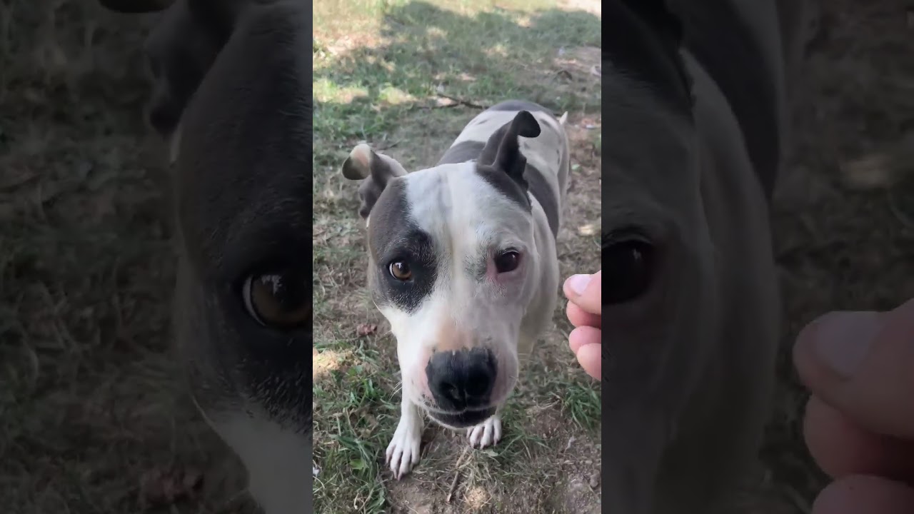 Queenie, a Adoptable Mixed Breed video 3/6