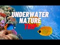 Underwater Nature HD | Underwater Trip | underwater Life HD