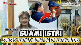 Download lagu TERBAIK DI SEMARANG | TRAH JUARA  | SUAMI ISTRI SUKSES TERNAK MURAI BATU BERKWALITAS - Mr EFENDY mp3