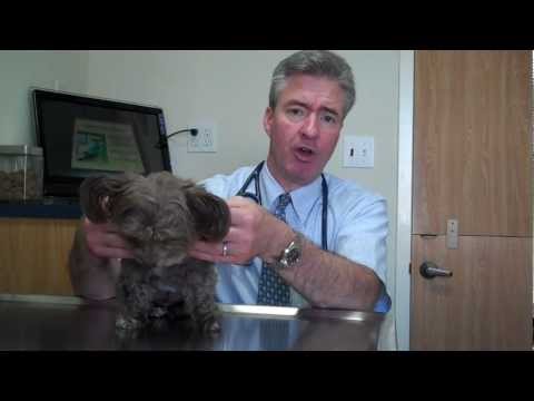 Benign tumors in dogs and cats.mp4