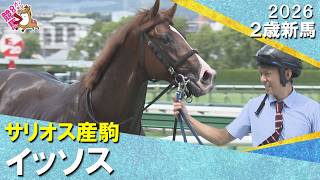 ショウヘイの半弟イッソスが首差をかわし初陣飾る！西村淳也騎手「言うことない。優等生でした」2026年9月5日(土)２歳新馬　阪神芝1400m　実況：川島壮雄【カンテレ公式】