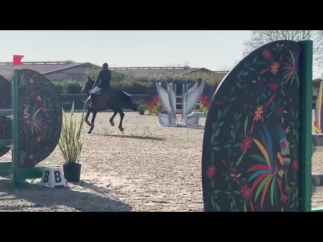 Cavalla Origine non conosciuta  In vendita 2017 Baio scuro ,  KORTO MALTESE