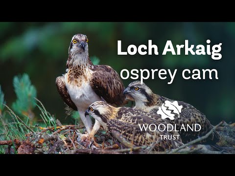 Arkaig osprey chicks help mum arrange nest - Loch Arkaig Osprey Cam (2020)