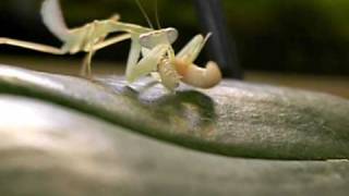 Six Feet Under - Drowning ( Hierodula grandis eating)