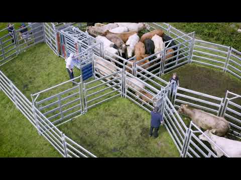 Clipex HDX1100 Manual Cattle Crush