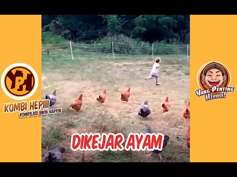 kombi-heppiii-dikejar-ayam