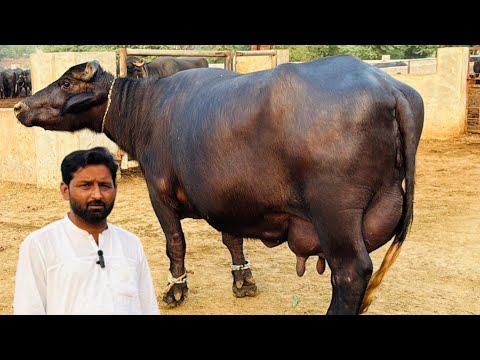 Beautiful High Milking Buffaloes || Tanveer Jutt Cattle Farm Faqir wali 