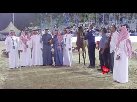 N.29 MUBDEAT AL KHALEDIAH - BRONZE - Yearling Fillies Championship