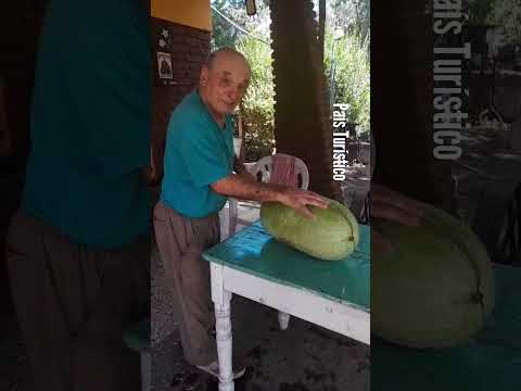 COSECHÓ UNA SANDIA DE 15 kg ! Carlos vive en Tamangueyú, Lobería, Buenos Aires