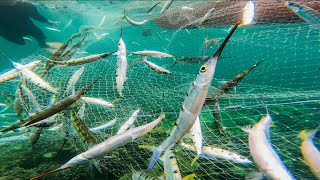 Download lagu Jackpot! Net fishing | Catch & Sell mp3