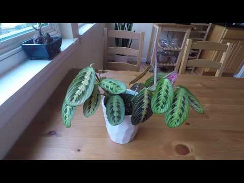 A Day in the Life of a Maranta