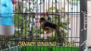 Download lagu best canary training song - canary singing Part #06 mp3 Download lagu best canary training song - canary singing Part #06 mp3