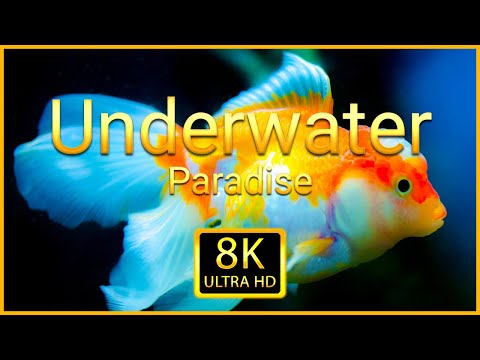 Underwater Paradise 8K ULTRA HD - Video Collection of Amazing Underwater Footage