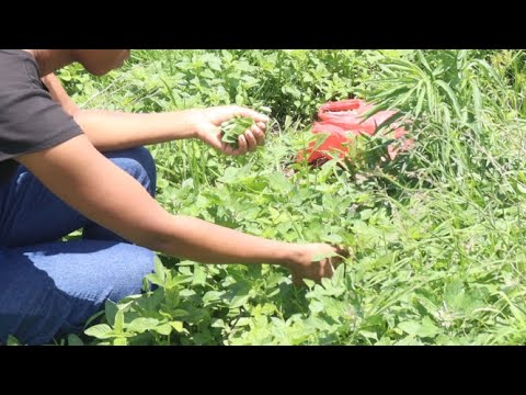 I picked, cooked and dried Imbuya/Morogo