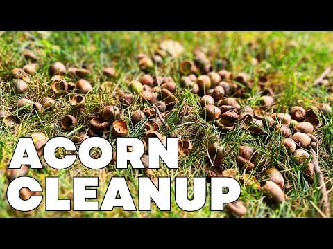 Is THIS the BEST Way to Remove ACORNS from the LAWN?