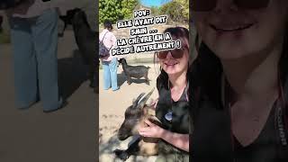 La chèvre en mode princesse 🐐  #couple #viral #shorts #humour #animals