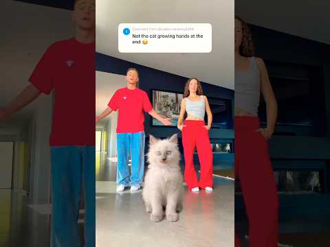 Cat Dance Class! 😱🐱 #cat #kitten #pet #dance #viral
