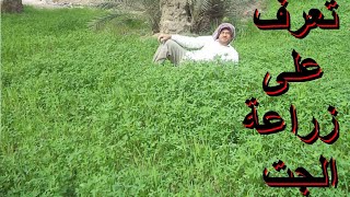 زراعة الجت