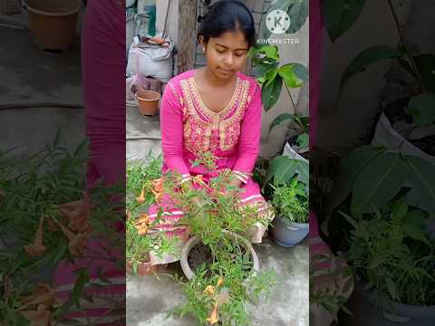How to care ticoma plant