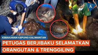 Download lagu Surrounded by Kalimantan Forest Fires, Dramatic Moment of Orangutan & Pangolin Rescue mp3