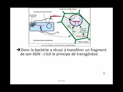 9 cours sur les OGM