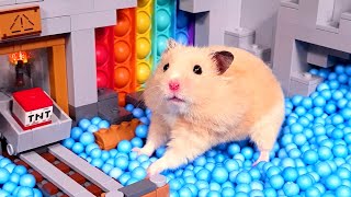 Top 5 CUTEST ADVENTURES with real life HAMSTERS & PETS