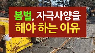봄벌에 자극사양을 해야하는 이유