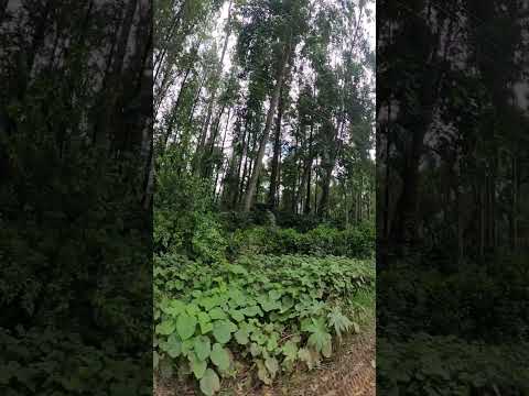 Chikkamagaloora O Chikkamallige wait for the view in the end part 1 #chikkamagaluru #nature #shorts