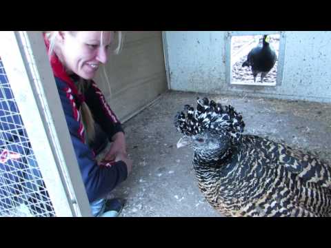 Kara Sun & Curassows at "Kim Willem`s farm"
