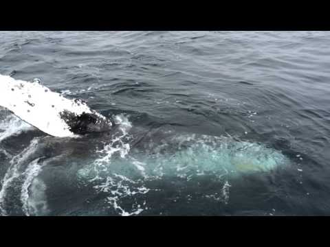 Friendly Humpback Whales with Sanctuary Cruises 2 of 2