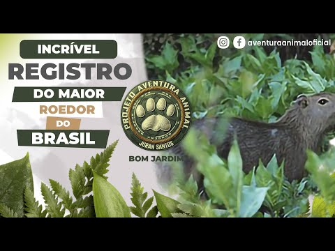 INCRÍVEL #REGISTRO DO #MAIOR_ROEDOR_DO_BRASIL COM DIVERSOS #ANIMAIS EM BOM JARDIM - RJ