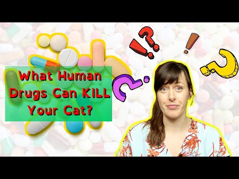 Can I Give My Cat Paracetamol? | What Human Meds Are BAD Or Might KILL Your Cat | VET ADVICE