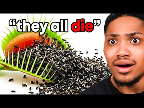 1,000 Flies vs. Venus Fly Trap😳