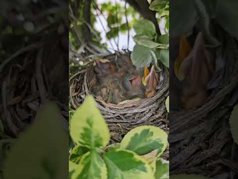 bird nest  part 3🐦 🐦‍⬛ 🦜