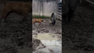 Download lagu adu bagong mp3 Download lagu adu bagong mp3