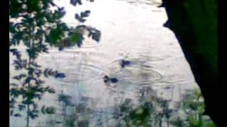preview picture of video 'Ducklings on Brent River Hanwell, London, UK'