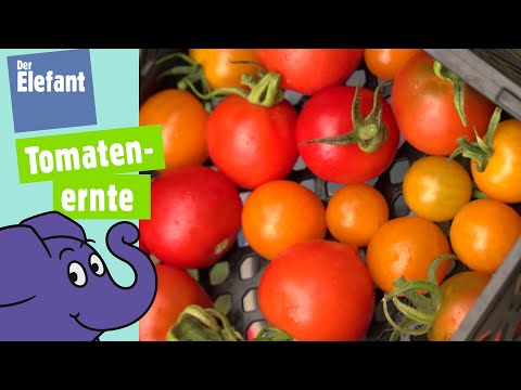 Tomaten pflücken im Schrebergarten | Der Elefant | WDR
