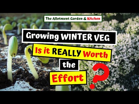 Growing Winter Vegetables in Autumn / Fall (Is it Worth it?) #132