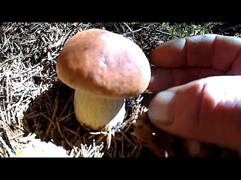 Гриби Білі в Карпатах! Не густо, але і не Пусто! 05 09 2019