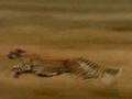 Man overtakes Cheetah 